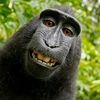 monyet_ingin_pisang
