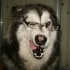 lollpopwq