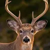 cooldeer228