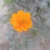 supriya.das79
