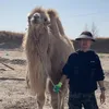 Camels eat 🐫