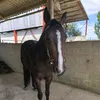 louva619
