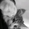 rosy_0599