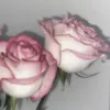 fatmafatma5519