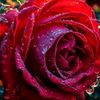 rima.akhter.rima0