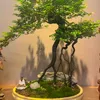 Bonsai_🍃