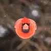 bulkopeden