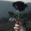 blackplowers
