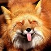 Jolly:P