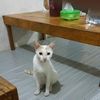 ocidsaputra5