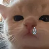 thanhtruc.ahihi