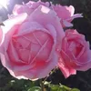anne.sunshine4