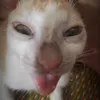 hquangcut
