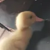 duckling_thebaby