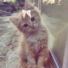 gunnnii6