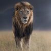 Wild Lions