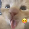 vikina_snewa921945