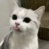 nyan_kichi101