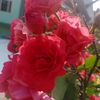 shrestha462