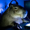 tg_capybarawwww