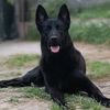 k9.deizy_leyla_dogo_baxi