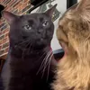 TomaAquiUmMeme