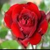 noor030259