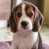 beaglebuds8