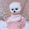 Cutiepuppy66