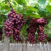 grape_ninh_thuan