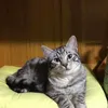 raincats30