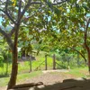 pardais_da_cidade