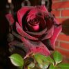 hayaat__03