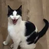 bubuschk
