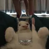 severuslass