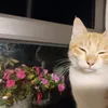 bachcutihotme