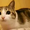 thatbritishkitty