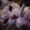kiki_12_catz