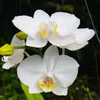 an.nhien.855