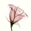 meoleander