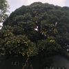 sagi_des0812