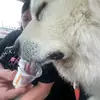 fuddpucker