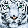 chucho_j13