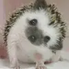 chokopaiiu