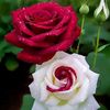 www.amaalaa