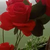 nguyni5251