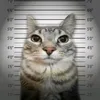 i_reallyl0vecats