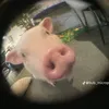 lnho_20_
