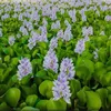 waterhyacinth15