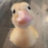 duckye17